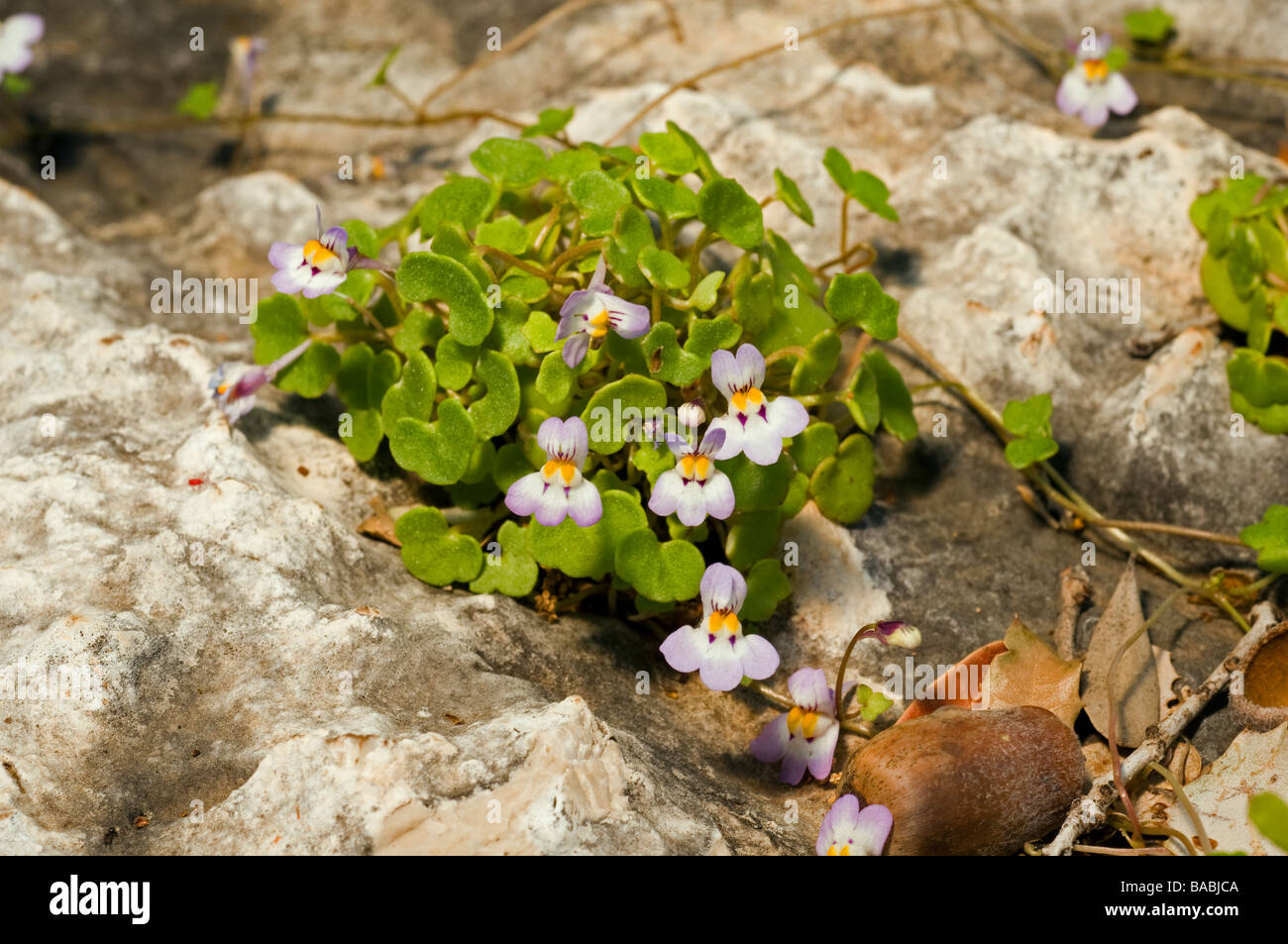 Ivy leaved toad-flax, Cymbalaria microcalyx, Kas Antalya Turkey April 2009 Stock Photo