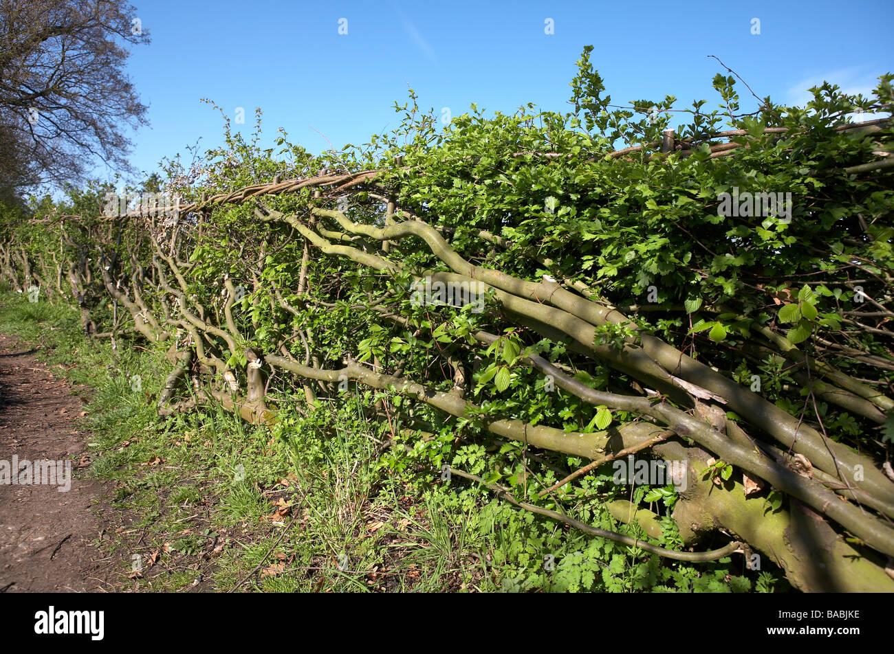 UK England traditional laid hedge with new spring growth Suffolk Stock