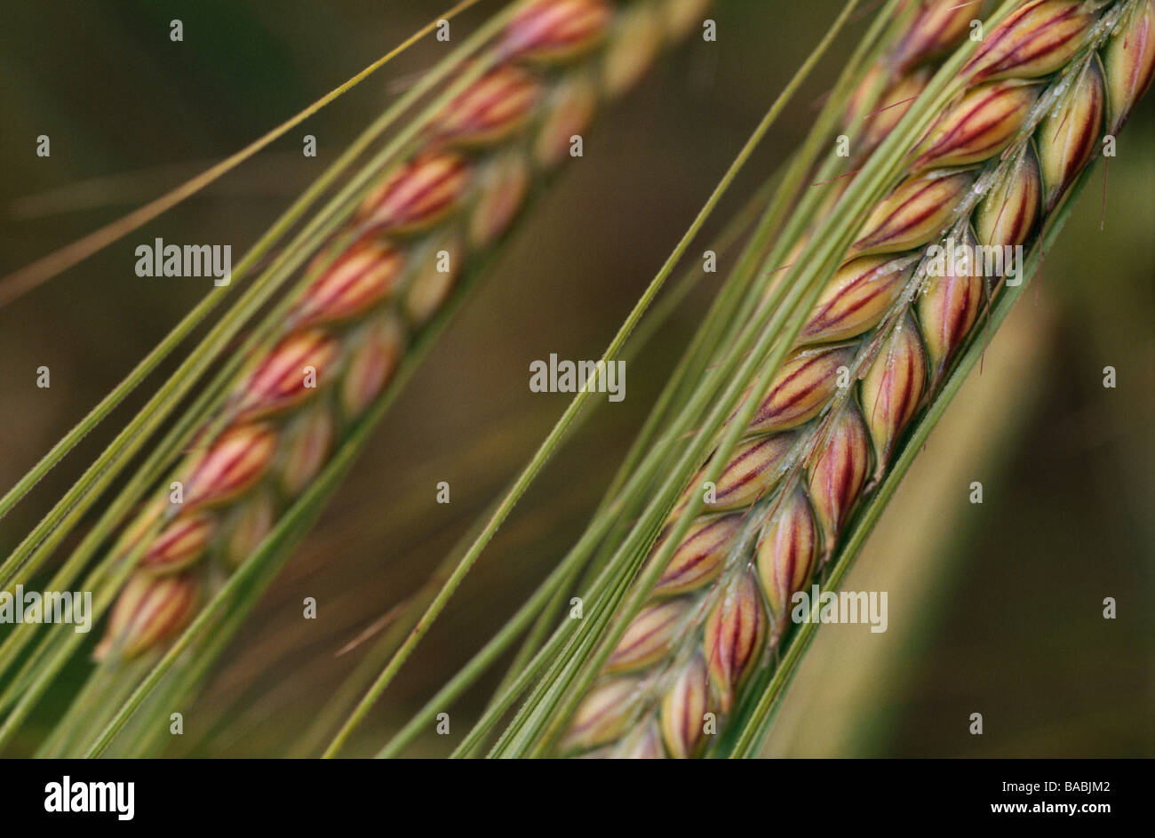 Smallest grain hires stock photography and images Alamy