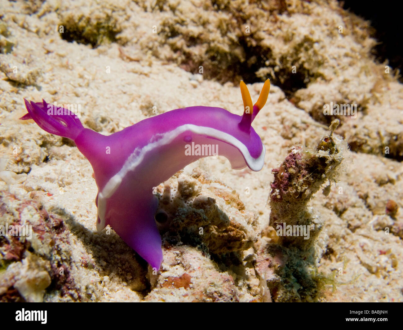 Electric pink nudi (Nudibranch, sea slug, Hypselodoris Bullocki) rearing up Stock Photo