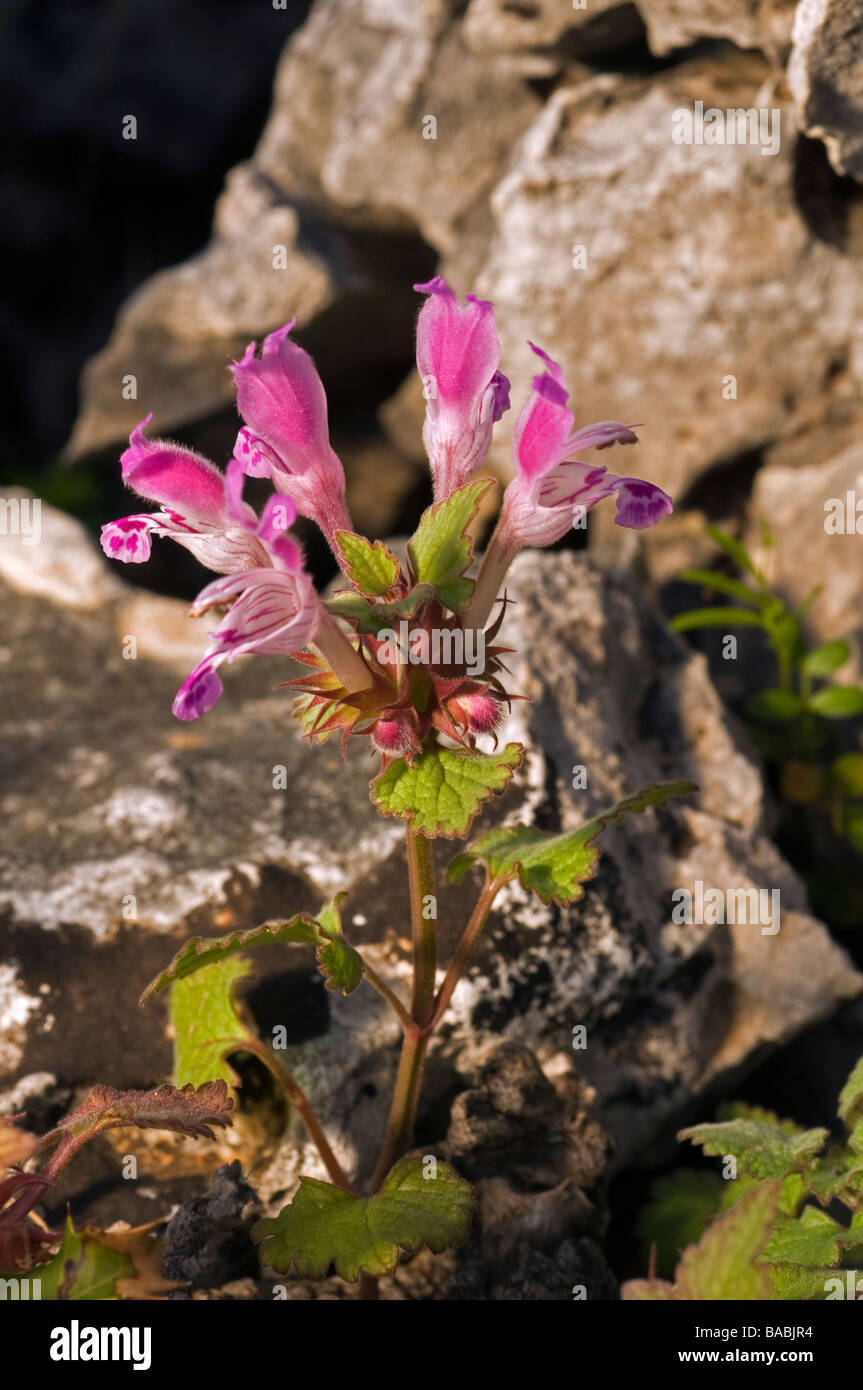 Lamium flower, Lamium amplexicaule, blossoming in Kas Turkey Stock Photo