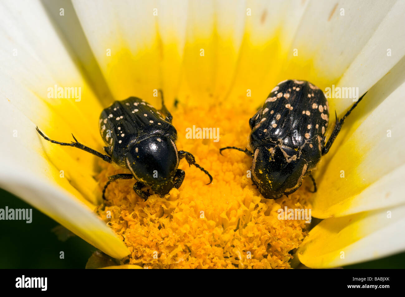 Beetles feeding on a wild flower Kas Turkey Stock Photo