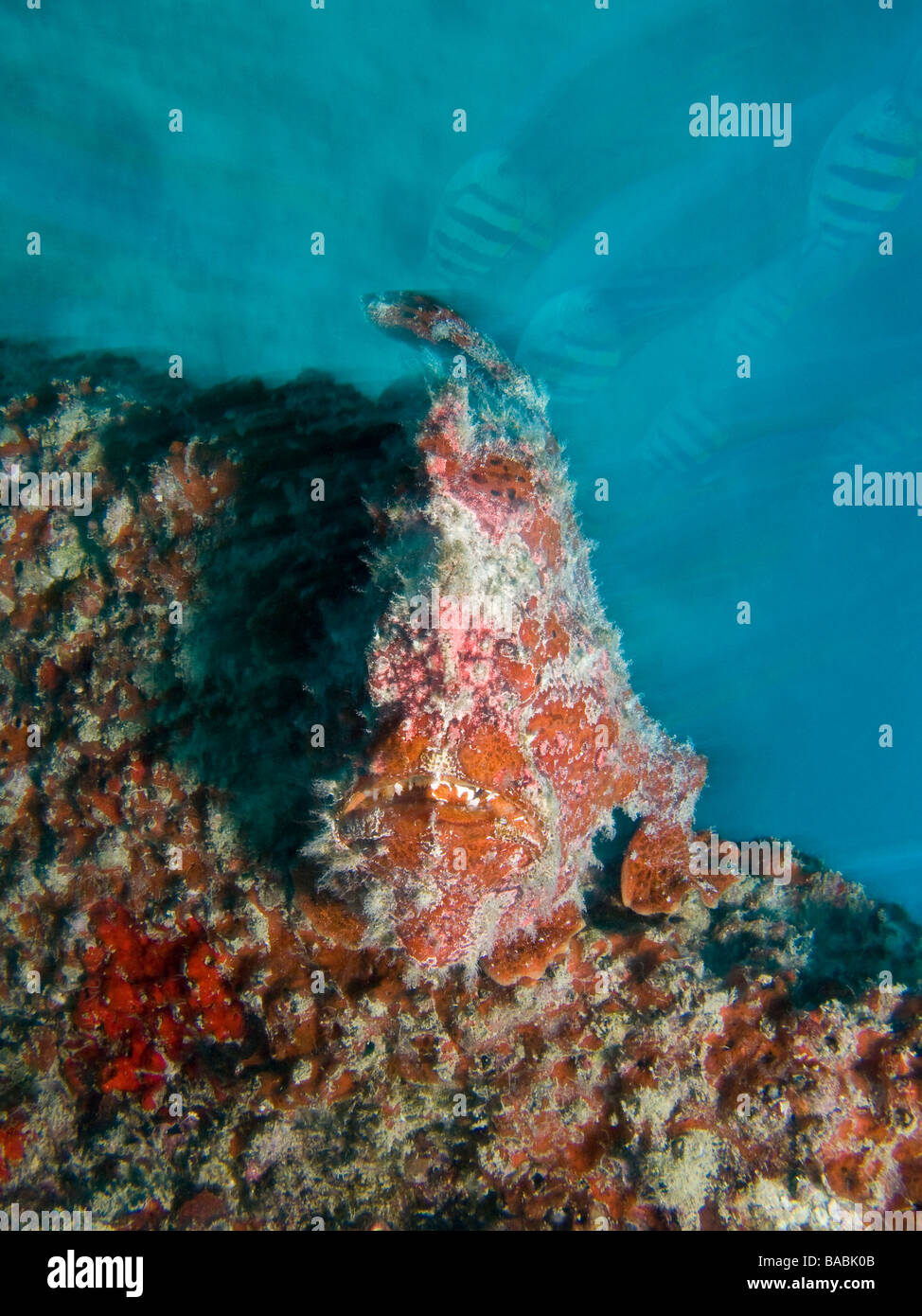 Red Giant frogfish on blurred blue background. Stock Photo