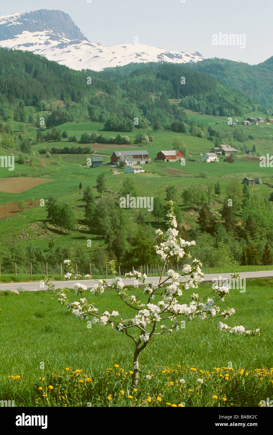 Landscape with houses and trees in background Stock Photo - Alamy