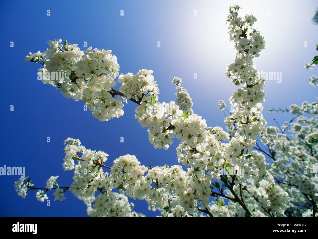 Softer white hi-res stock photography and images - Alamy