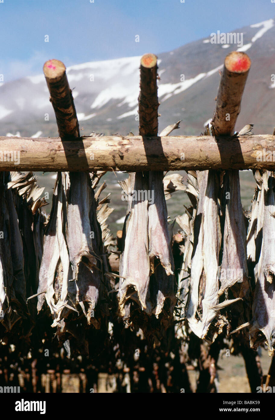 Fish hung on sticks to dry Stock Photo