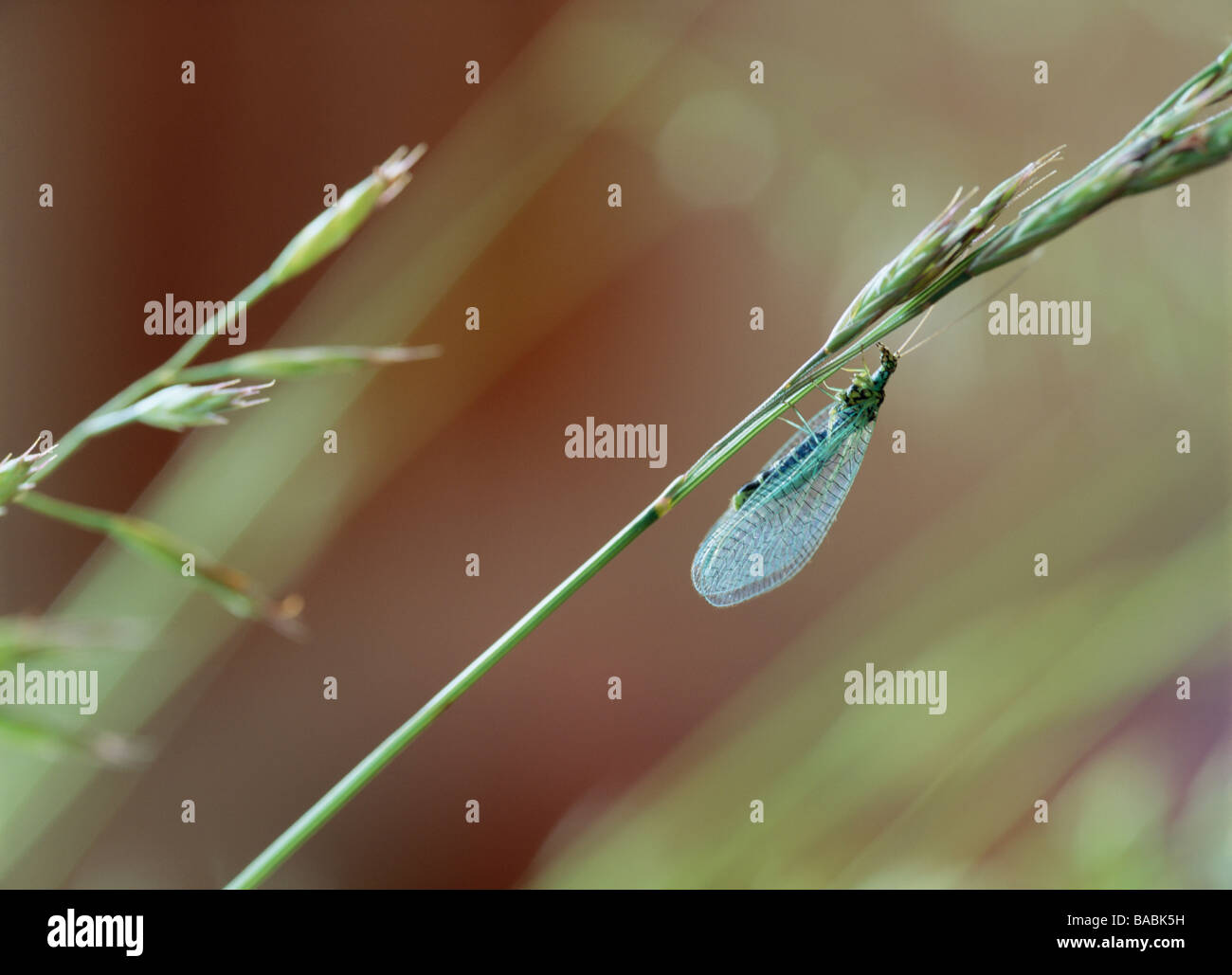 Insect on stem close-up Stock Photo