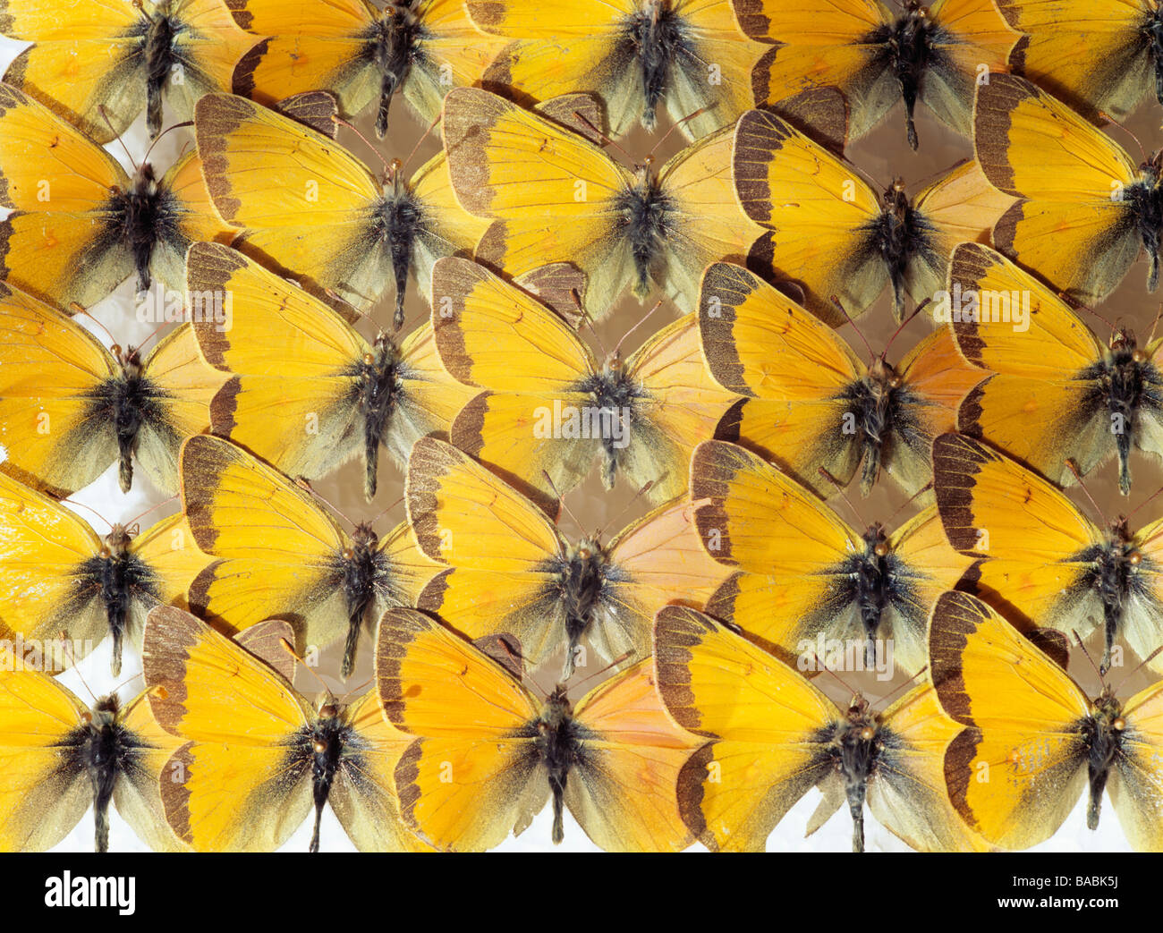 Butterflies arranged in row Stock Photo