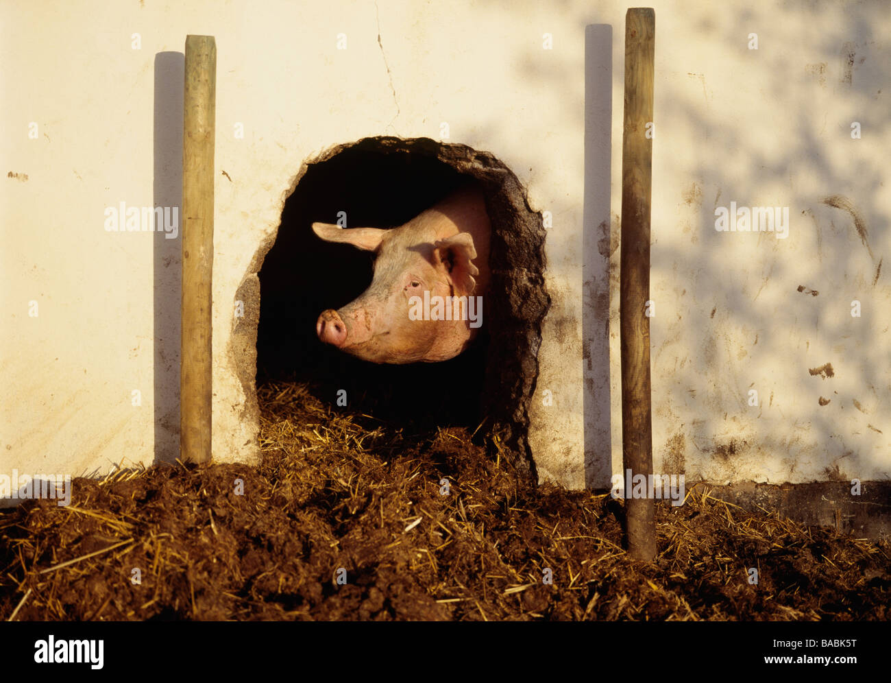 Pig emerging from sty Stock Photo