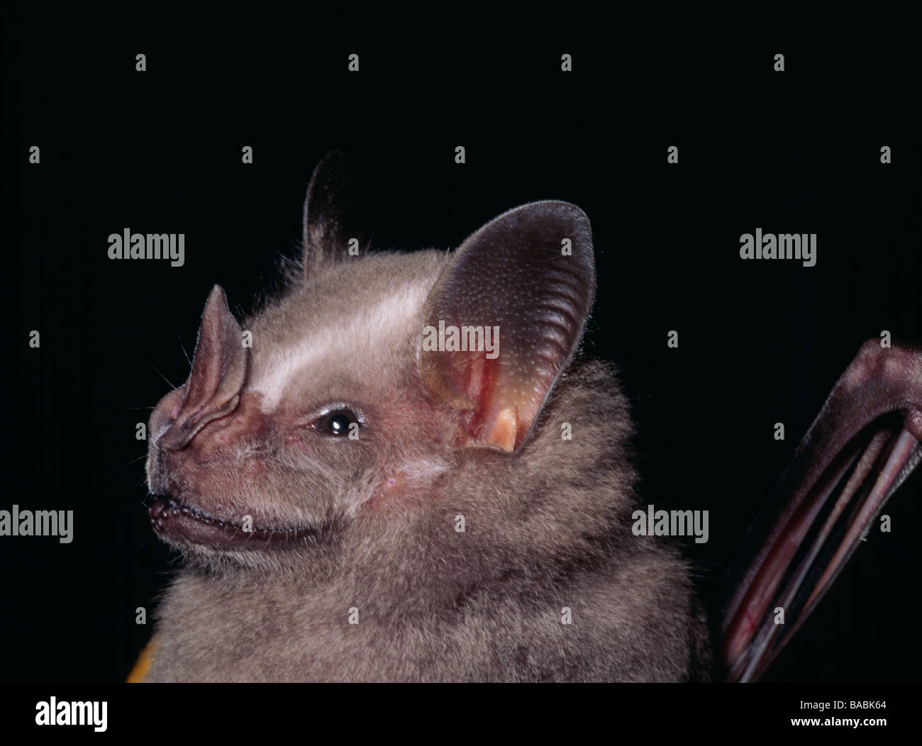 Bat ears close up hi-res stock photography and images - Alamy
