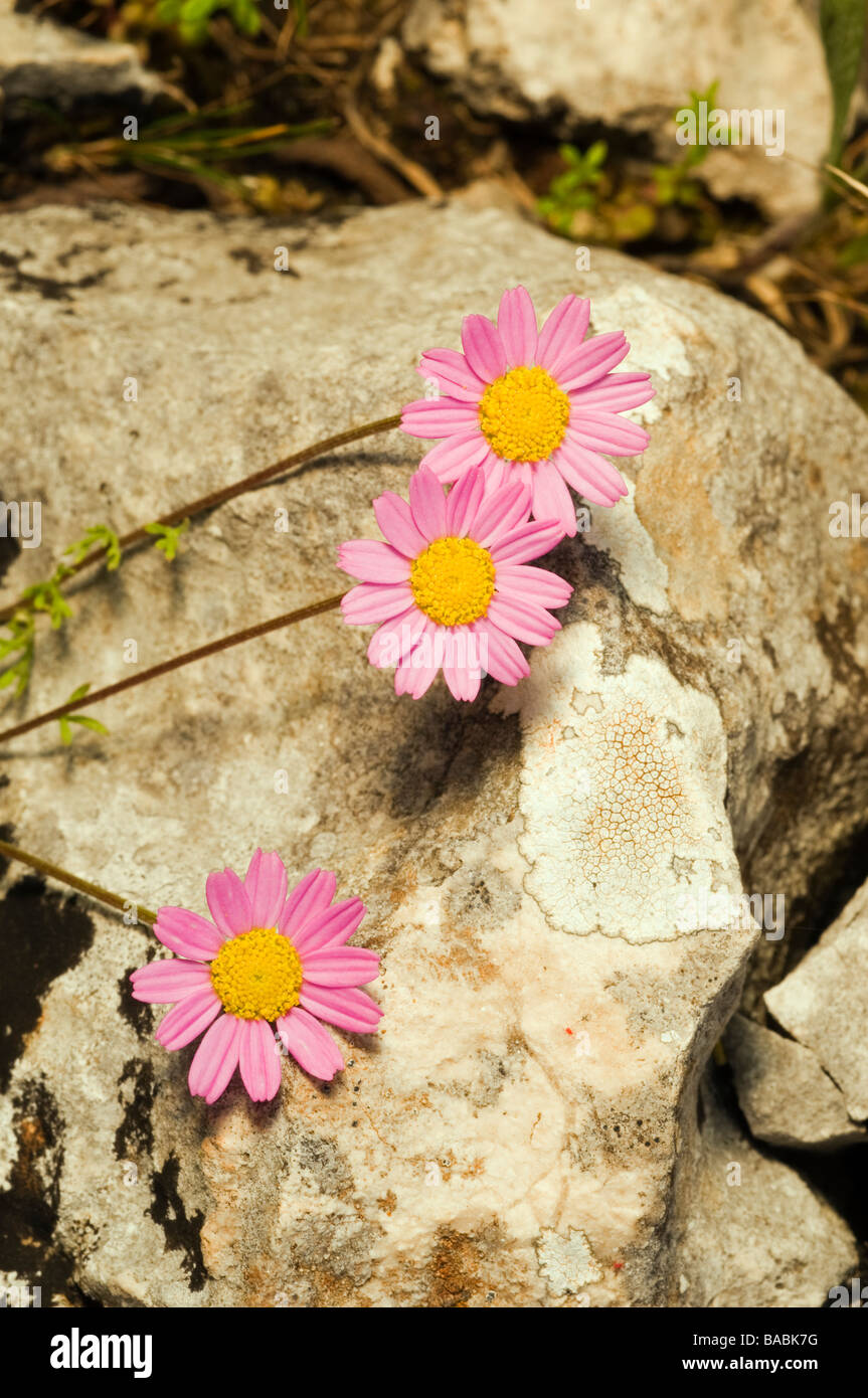 Wild flowers, Anthemis rosea, Kas Antalya Turkey April 2009 Stock Photo