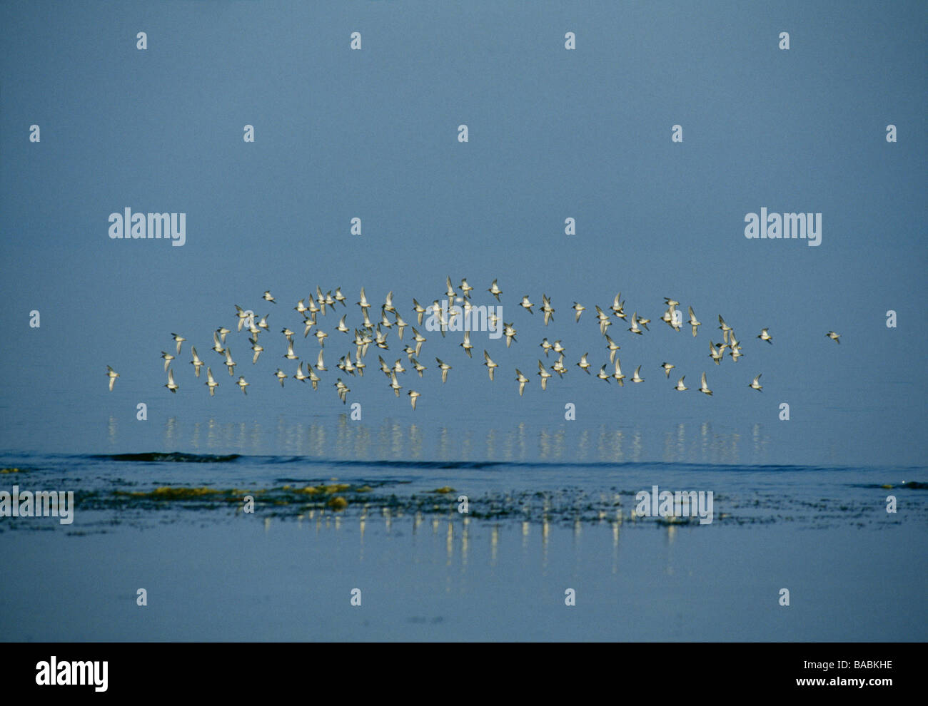 Flock of birds in flight over sea Stock Photo