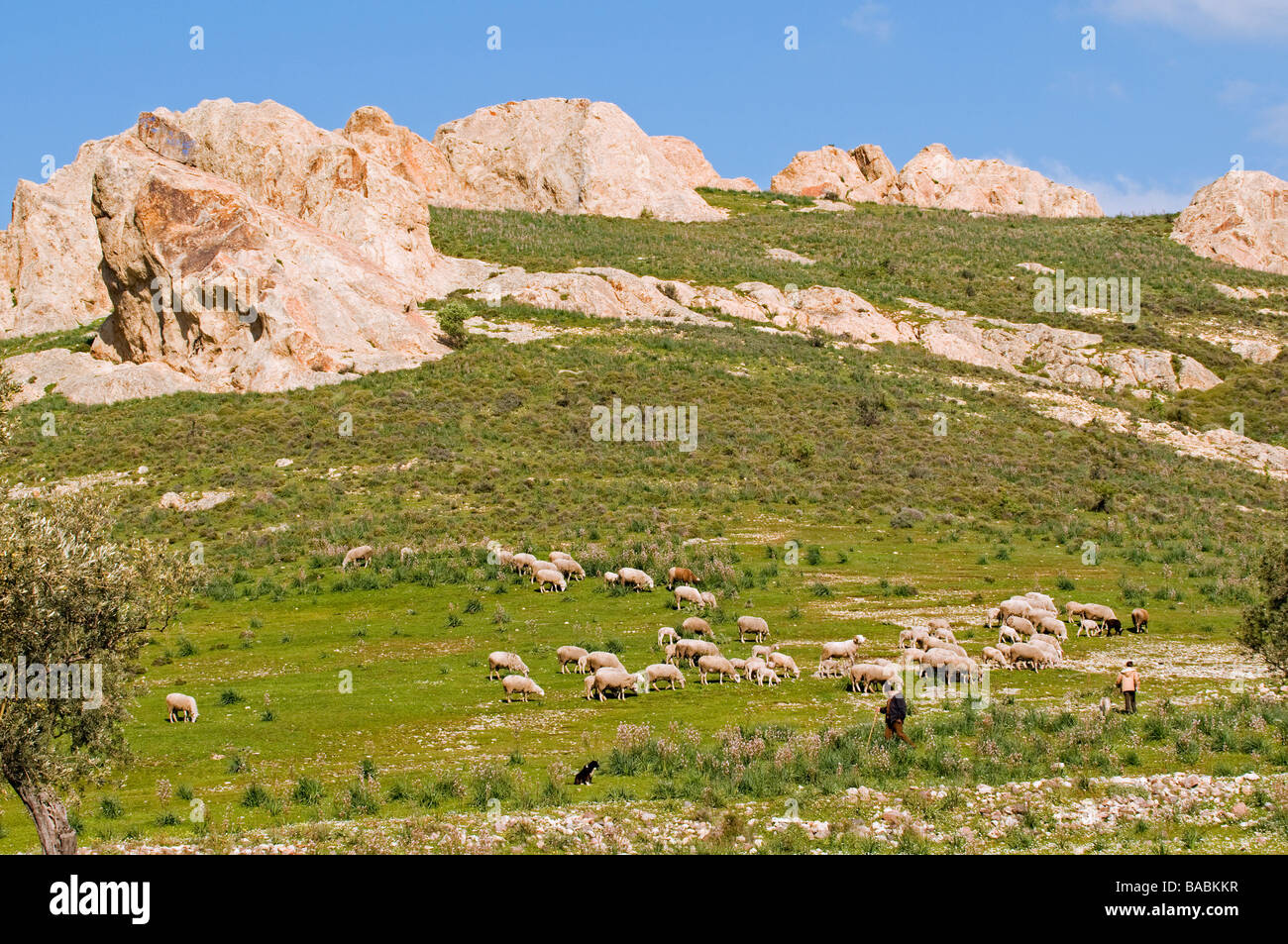 Livestock grazing on spring meadows of Foca Turkey Stock Photo