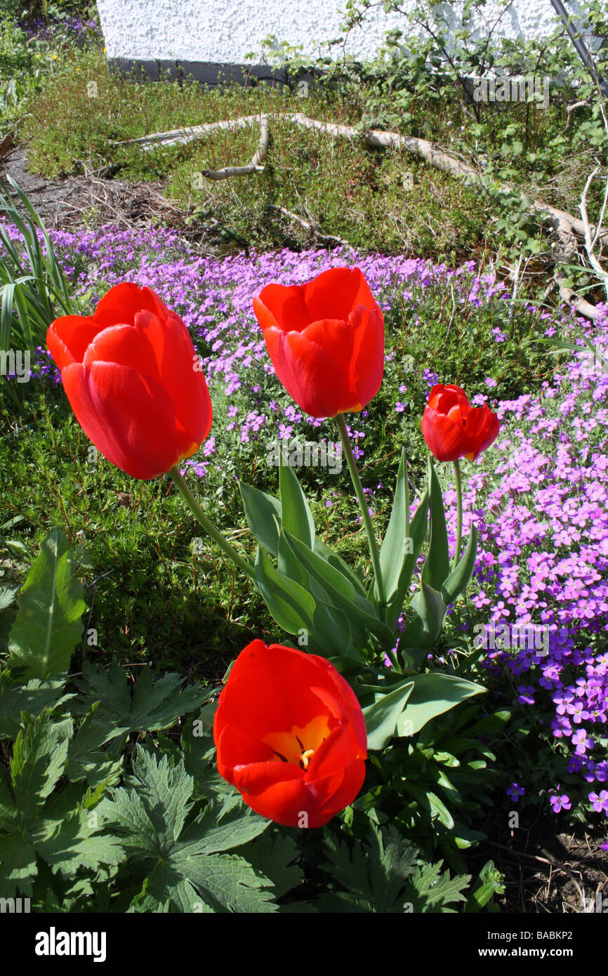 Tulips on a sunny Spring morning. Stock Photo