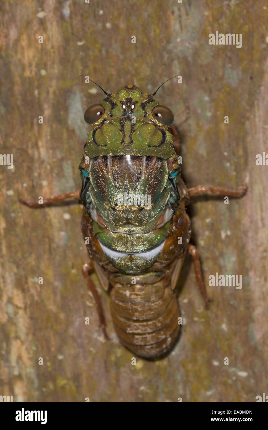 Cicada emerging Sukau Sabah Borneo Malaysia Stock Photo