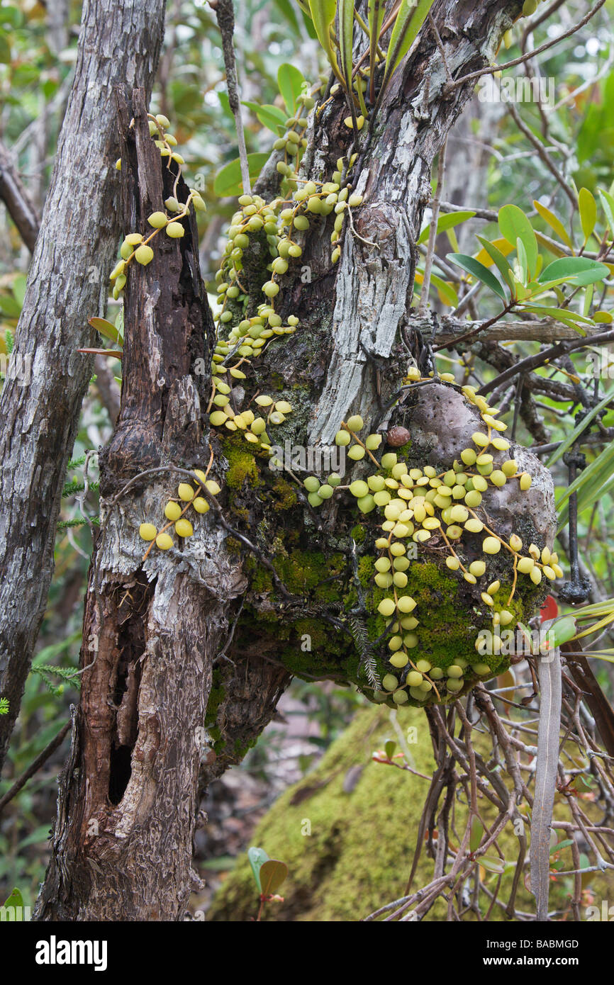 Ant Plant Myrmecodia tuberosa Bako Sarawak Borneo Malaysia Stock Photo