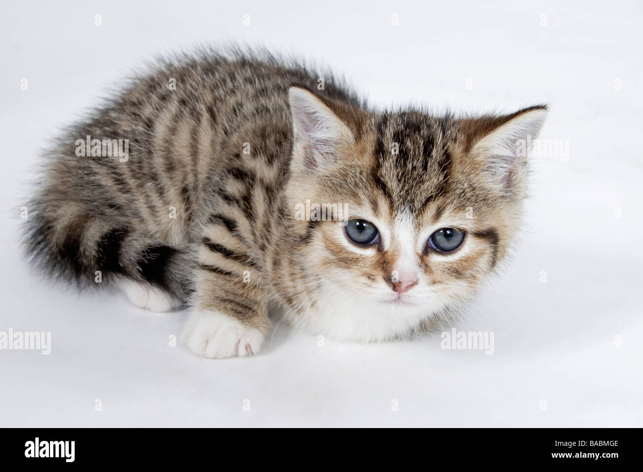 portrait young tabby kitten Stock Photo - Alamy