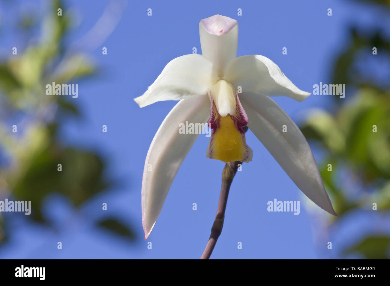 Terrestrial Orchid Bromhaedia finlaysonia Kinabalu Nat Park Sabah Borneo Malaysia Stock Photo