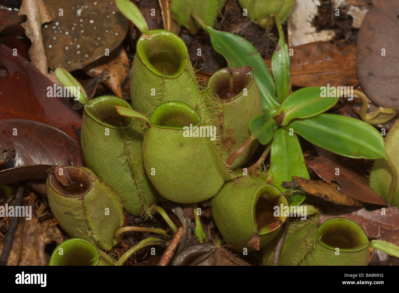 Pitcher plant cluster hi-res stock photography and images - Alamy