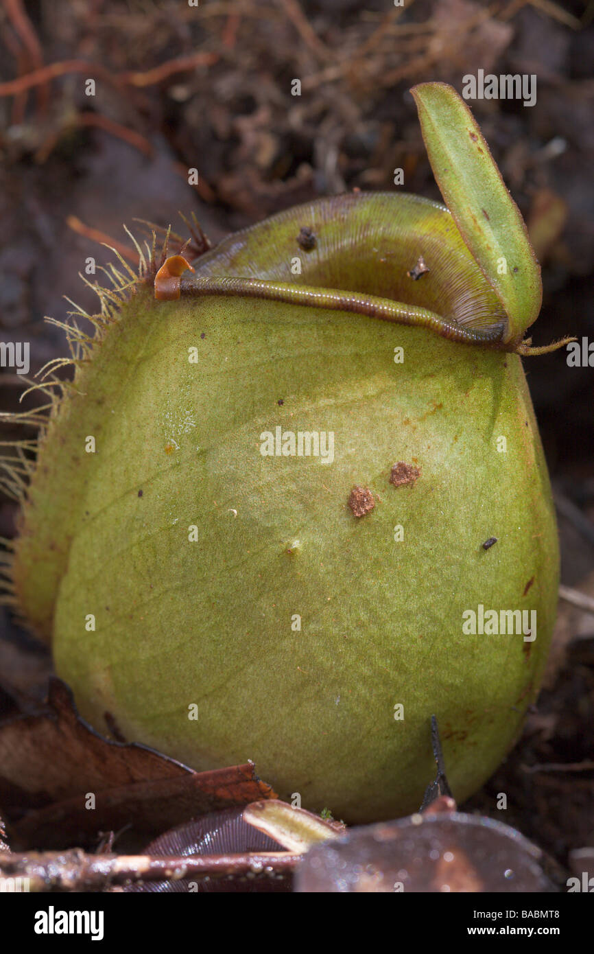 Red nepenthes carnivorous pitcher plant hi-res stock photography and ...