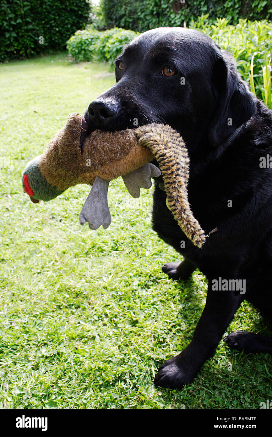 stuffed pheasant dog toy