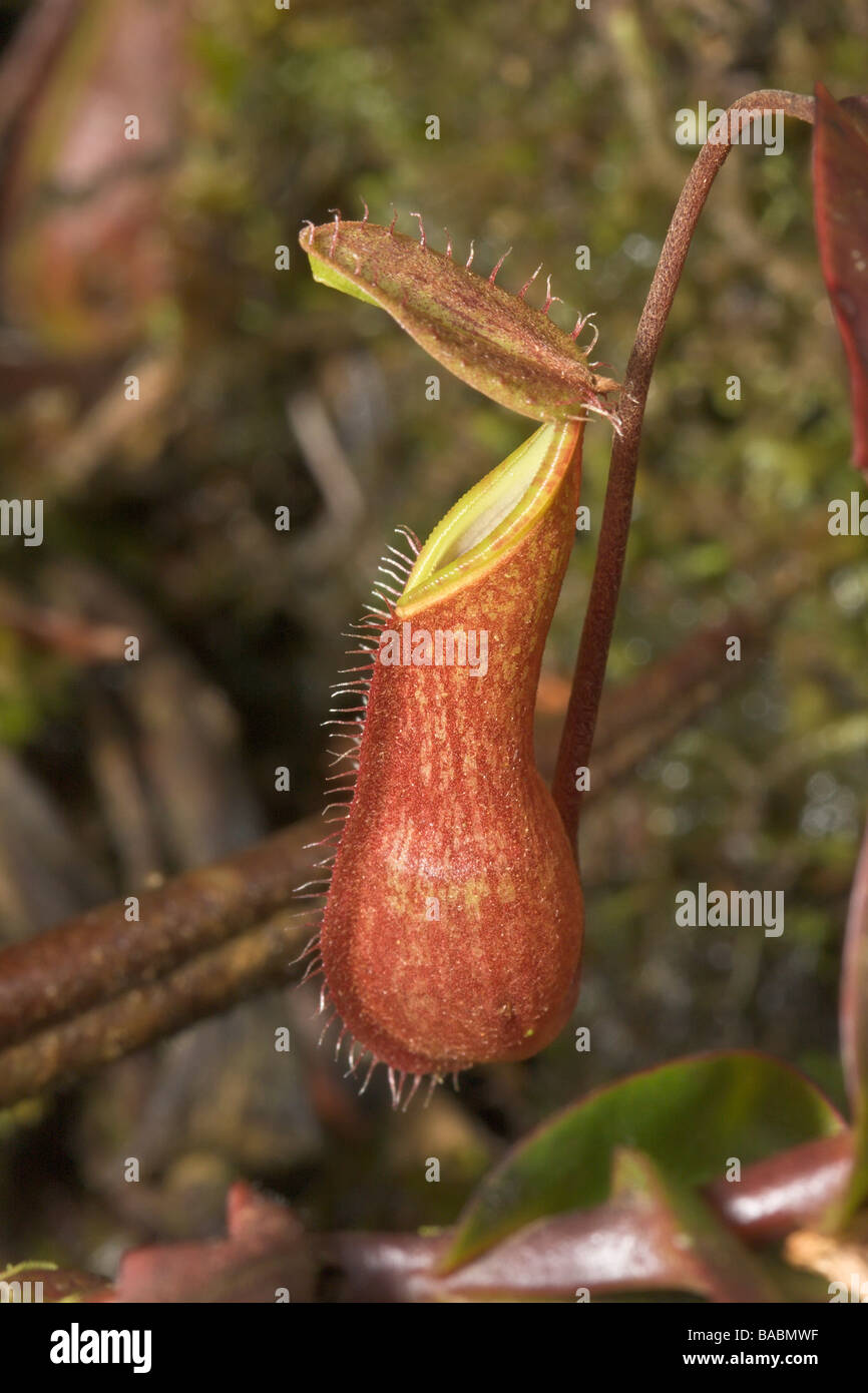 Red nepenthes carnivorous pitcher plant hi-res stock photography and ...