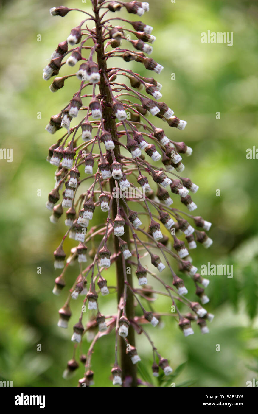 Common Butterbur, Petasites hybridus, Asteraceae Stock Photo