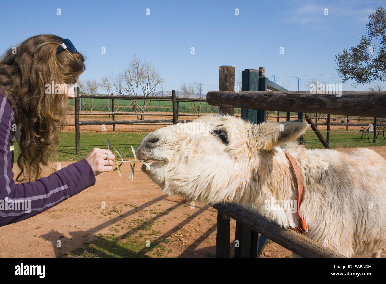 Young woman feeding leaves to a donkey in El Refugio Del Burrito Fuente