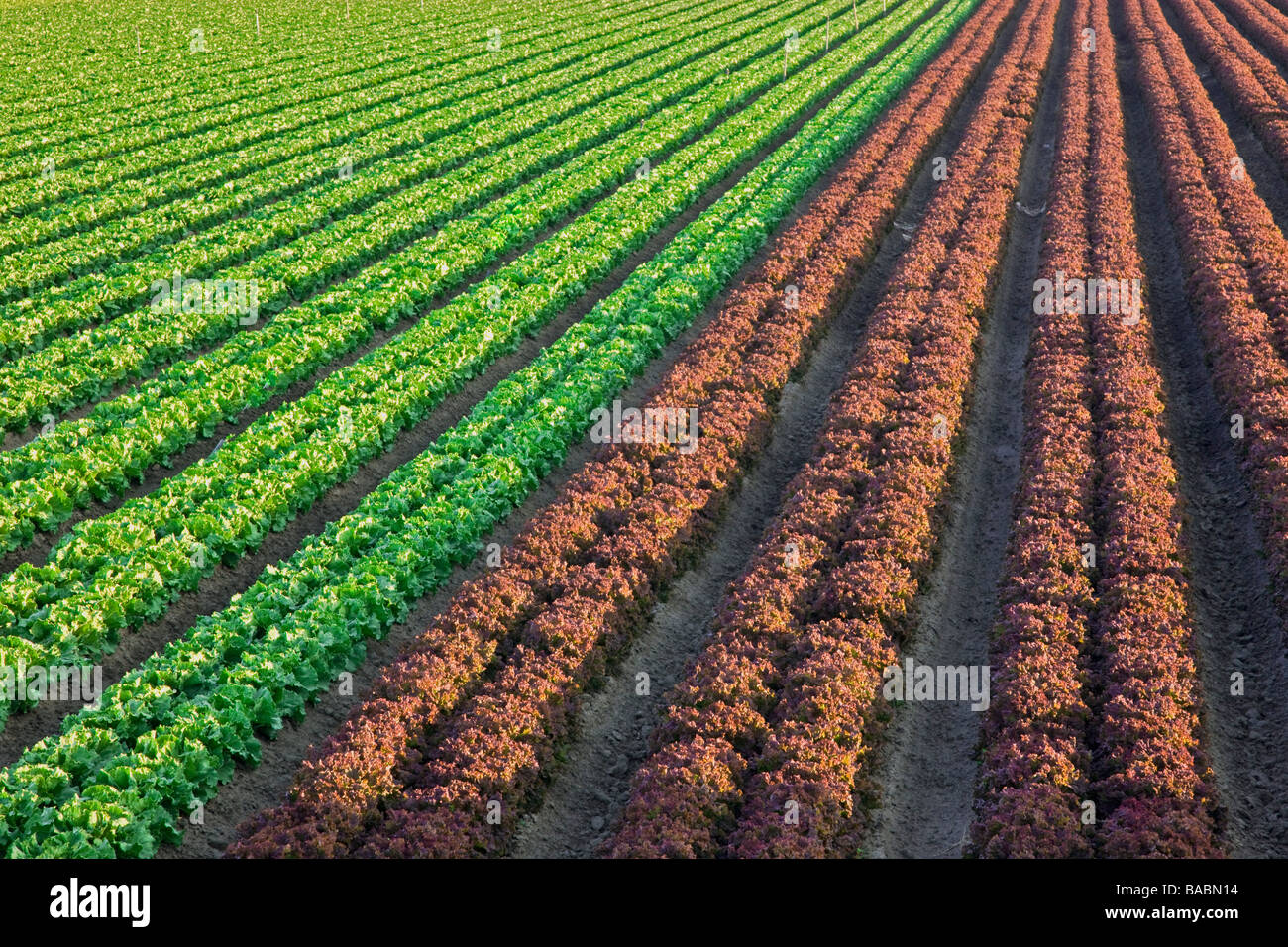 Rows of  Romaine & Red Leaf  Lettuce, organic, Stock Photo