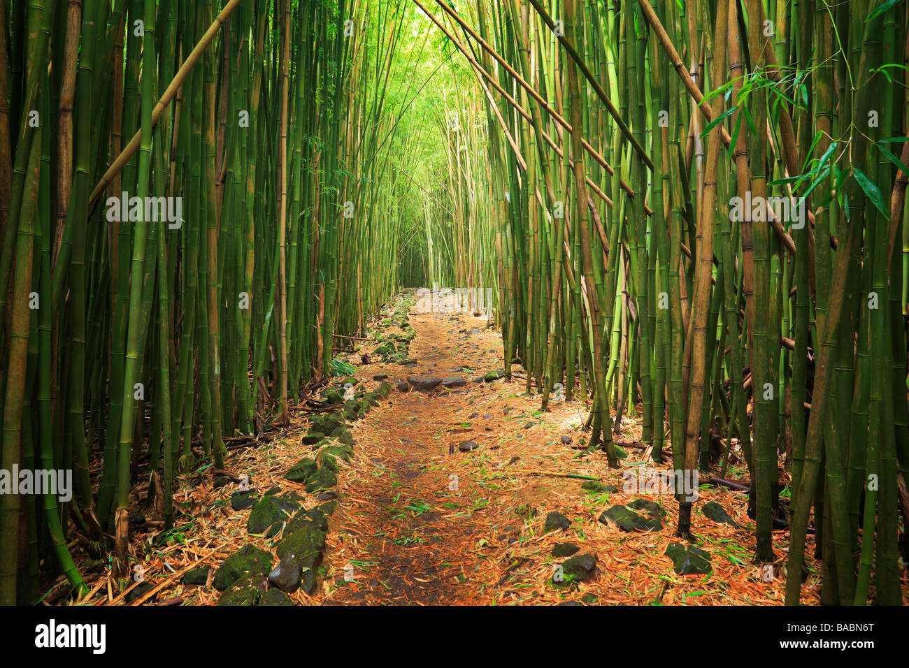 Bamboo forest along the Pipiwai trail to Waimoku Fall in the Kipahulu area of Haleakala National Park in Maui Hawaii Stock Photo