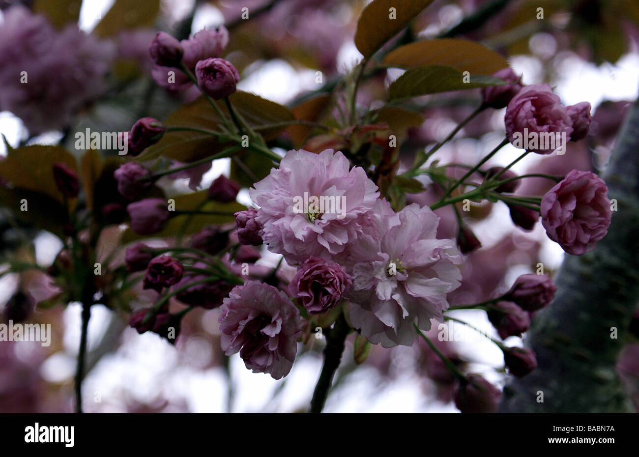Ornamental pink cherry blossom Stock Photo - Alamy