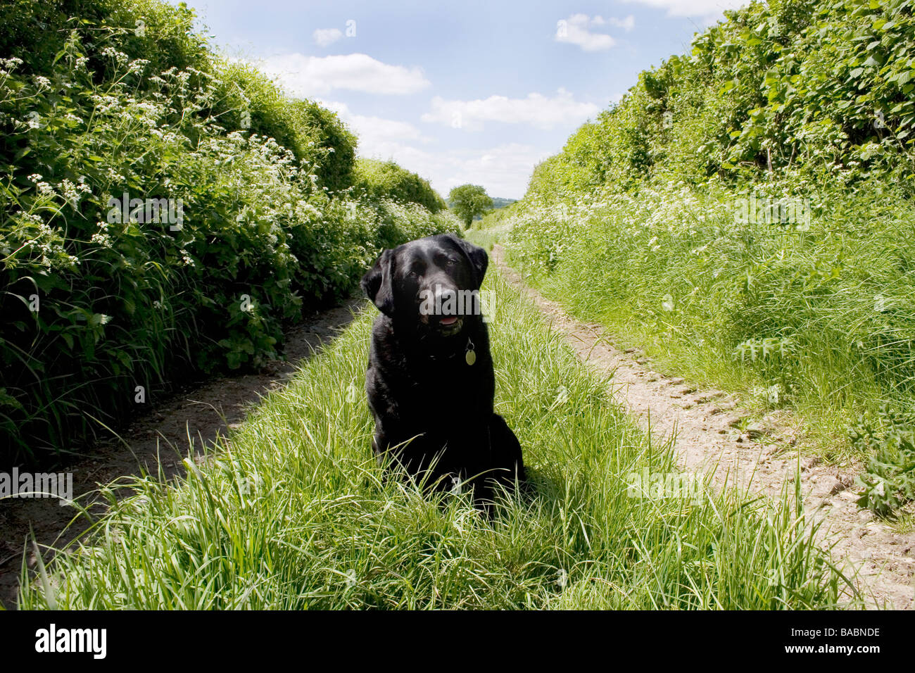 English labrador hi-res stock photography and images - Alamy