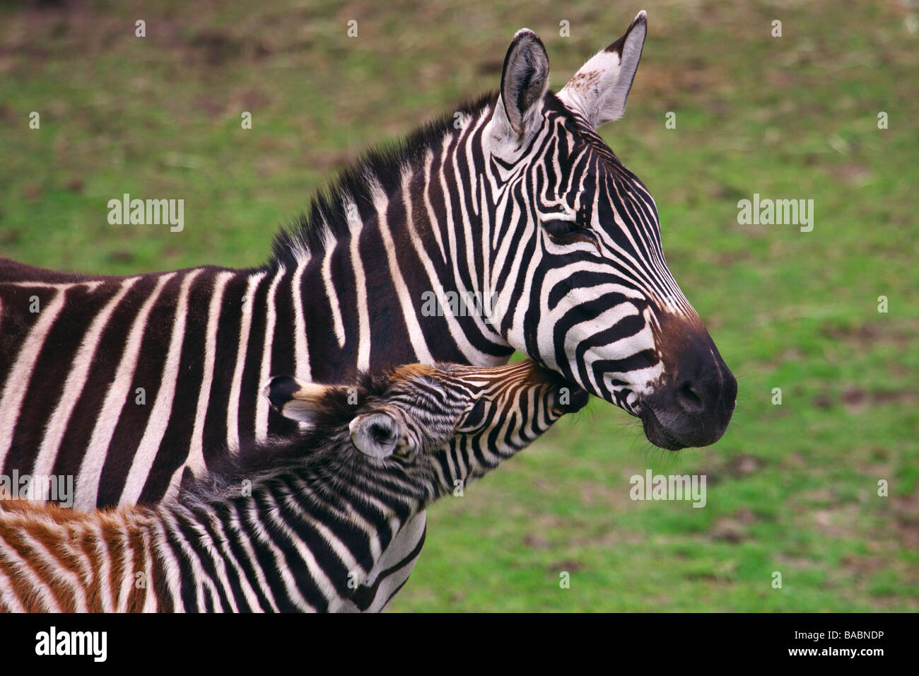 Zebra with foal close together on a green field Stock Photo