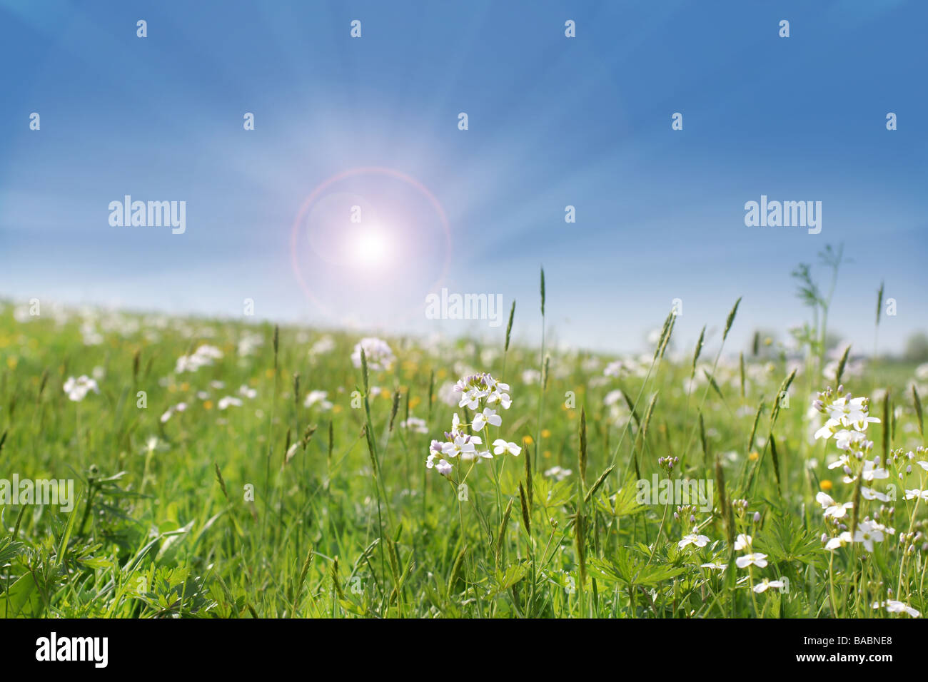 Wild flowers growing in a field with warm summer sun background Stock ...