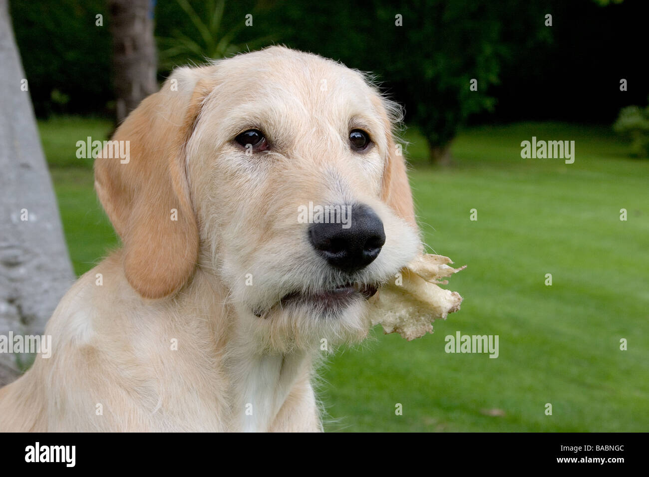 Wiry labradoodle Clearance