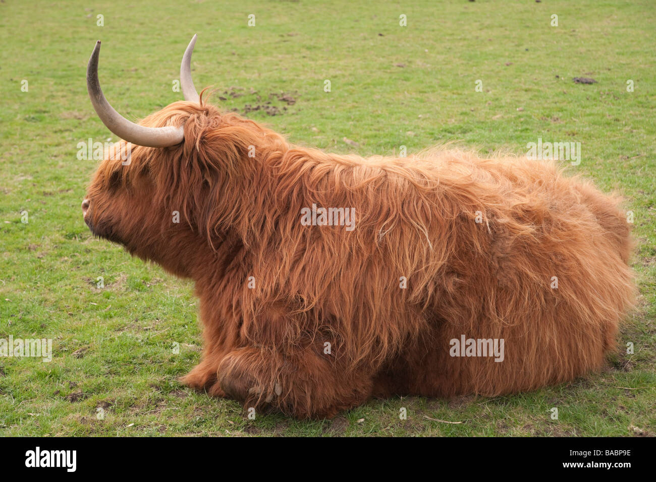 Monk Park Farm zoo type attraction near Thirsk Yorkshire Highland cow Stock Photo