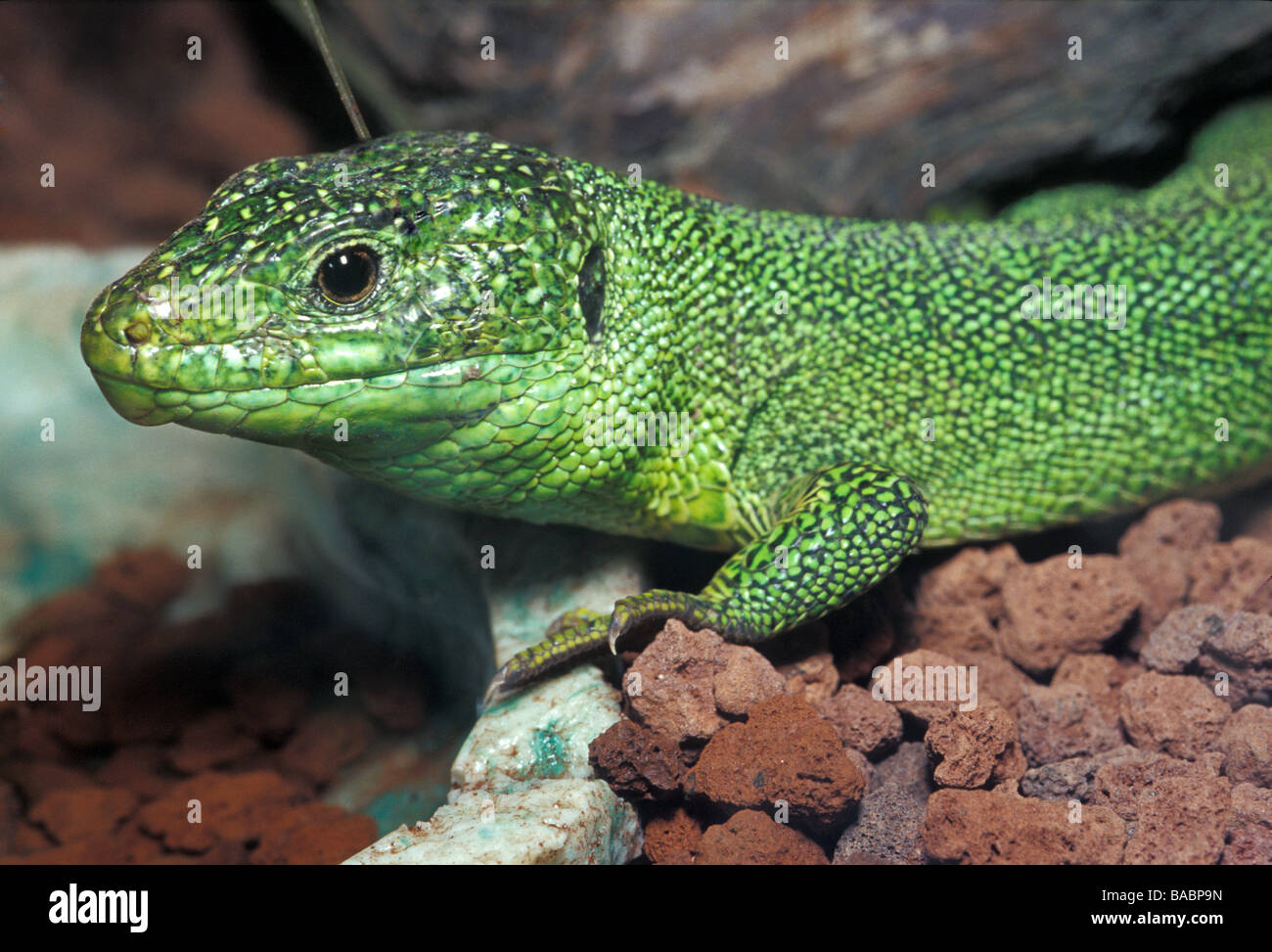 Lacertidae