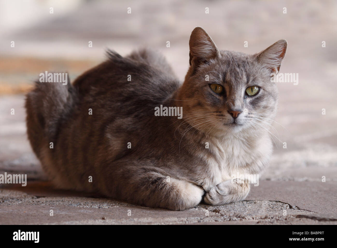 Gray tomcat hi res stock photography and images Alamy