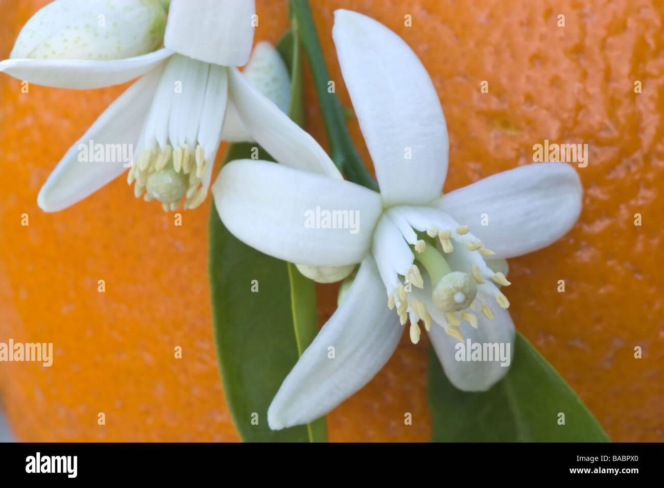 Orange trees fruit hires stock photography and images Alamy