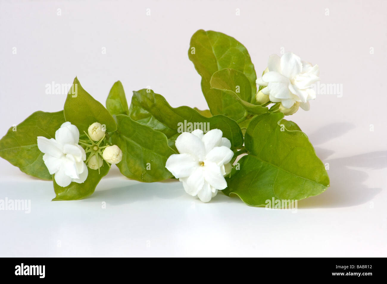 Arabian Jasmine flowers on white background Stock Photo Alamy