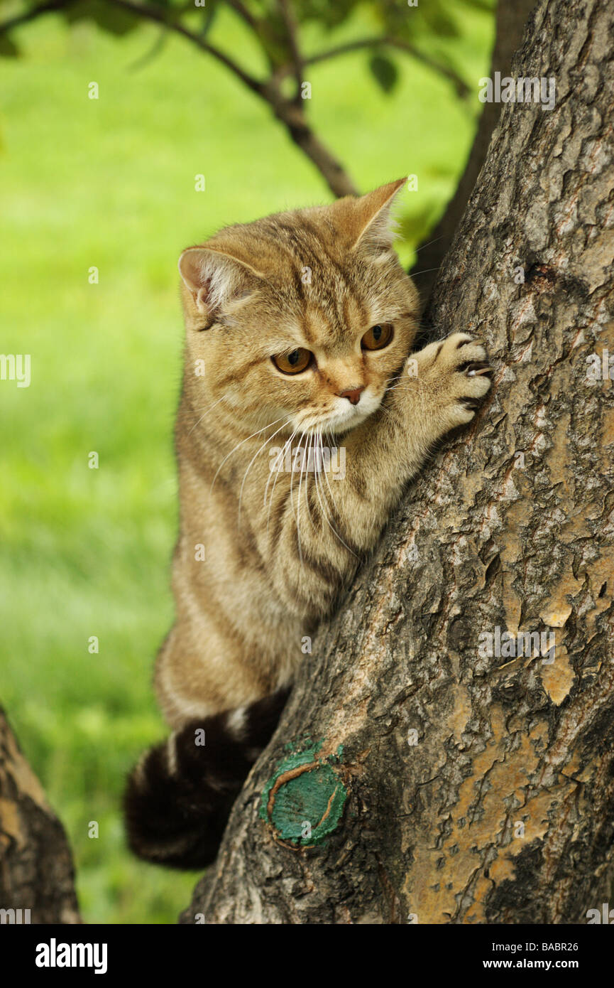 British Shorthair cat on tree Stock Photo Alamy