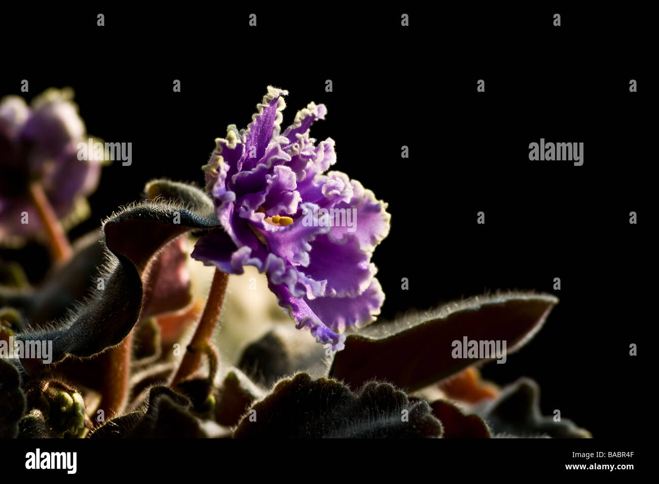 African violet (Saintpaulia ionantha) closeup Stock Photo Alamy