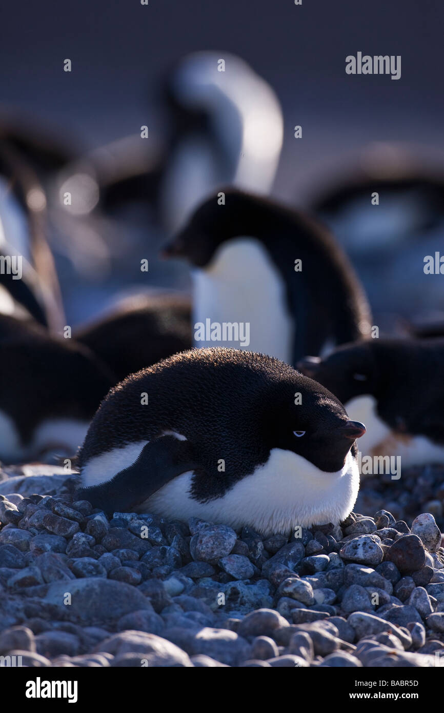 Adelie penguin Pygoscelis adeliae incubating eggs on Paulet Island Antarctic Peninsula Antarctica Stock Photo