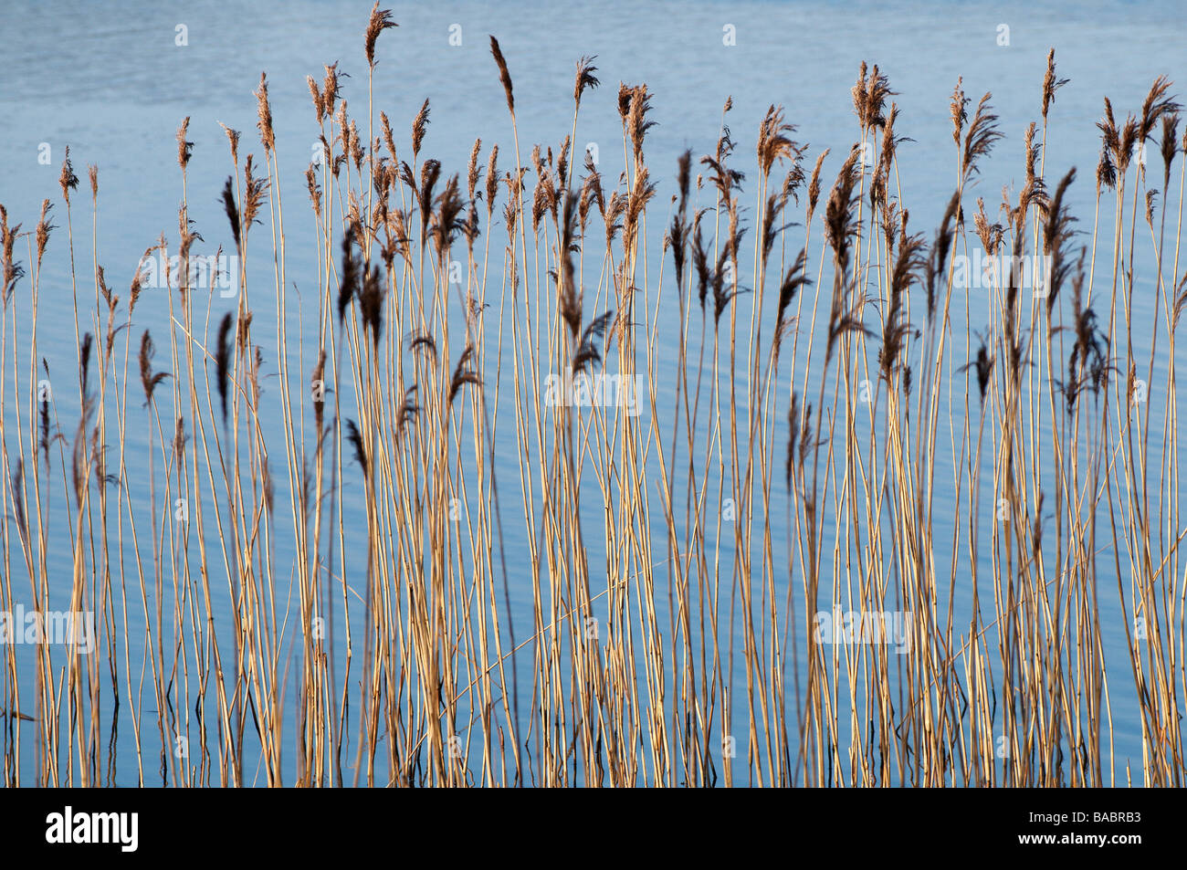 Reeds at the edge of a lake County Fermanagh Northern Ireland Stock Photo