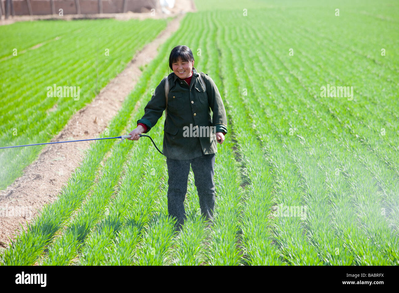 Chinese woman spraying pesticide on wheat crops with no protection near