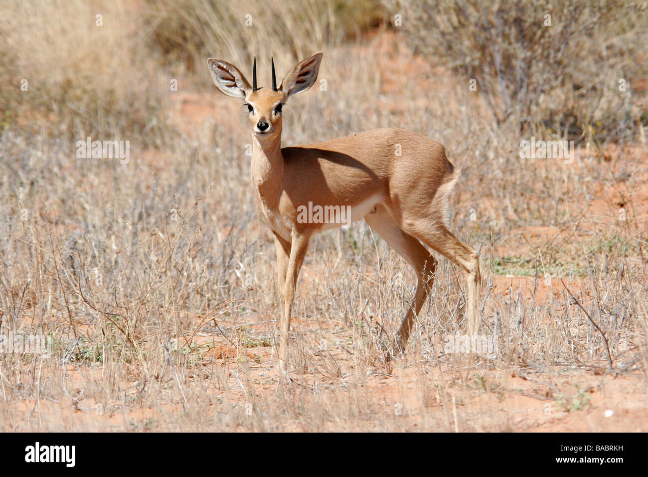 A small to medium-sized antelope species (duiker) stand in the Kgalagadi Transfrontier Park in South Africa's Northern Cape Stock Photo