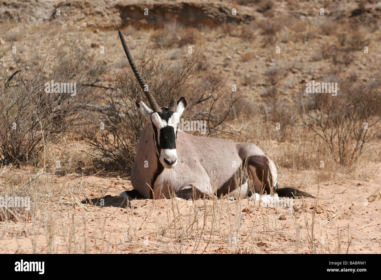 A Gemsbok (Oryx Gazelle) with one horn missing lies on the ground in the Kgalagadi Transfrontier Park in South Africa. Stock Photo