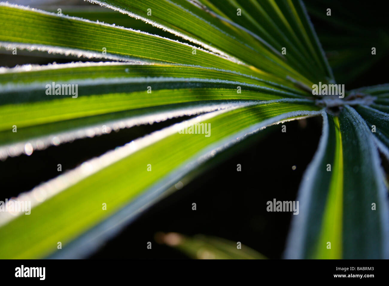 Trachycarpus fortunei / Chusan palm leaf with frost catching sunlight, dark background Stock Photo