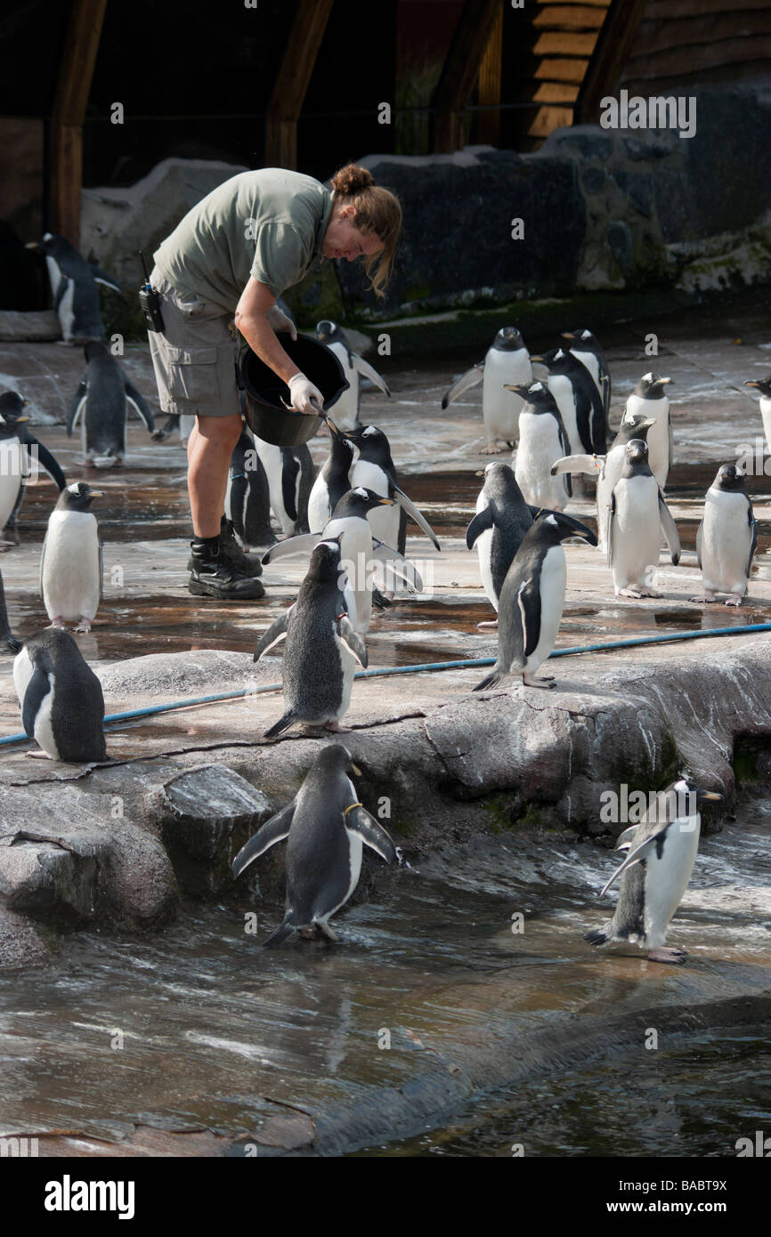 Zookeeper feeding penguins hires stock photography and images Alamy