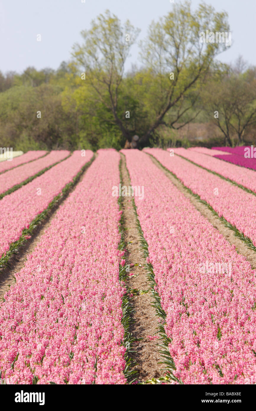 Hyacinth, Flower fields, Lisse area, Netherlands Stock Photo Alamy